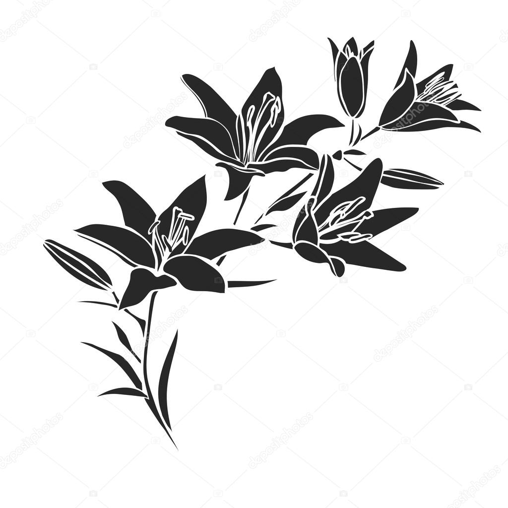 Black Silhouette Lily Vector Image By C Likka Vector Stock