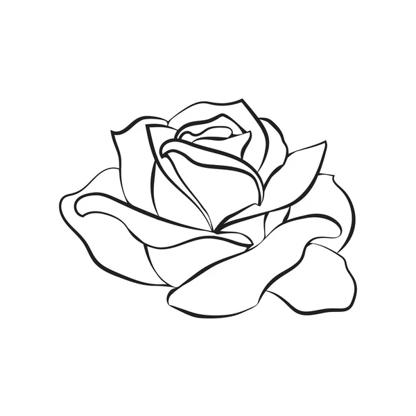 玫瑰草绘白色背景上 — 图库矢量图片