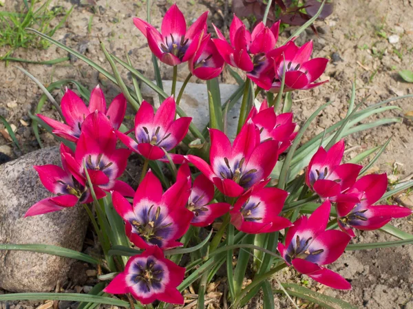 Tulpen pulchella hemel — Stockfoto