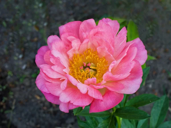 Flor de peonía rosa — Foto de Stock