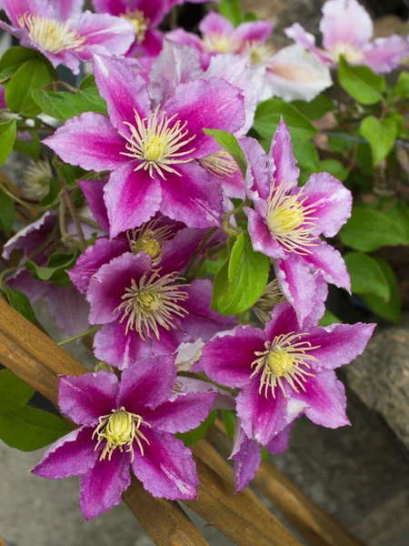 Hermoso cultivar clematis rosa Piilu — Foto de Stock