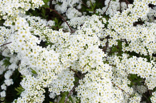 Flores de Weigela blancas — Foto de Stock