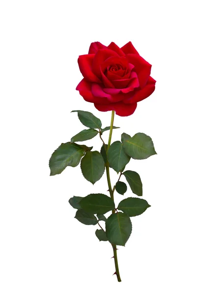 Élénk vörös rózsa — Stock Fotó