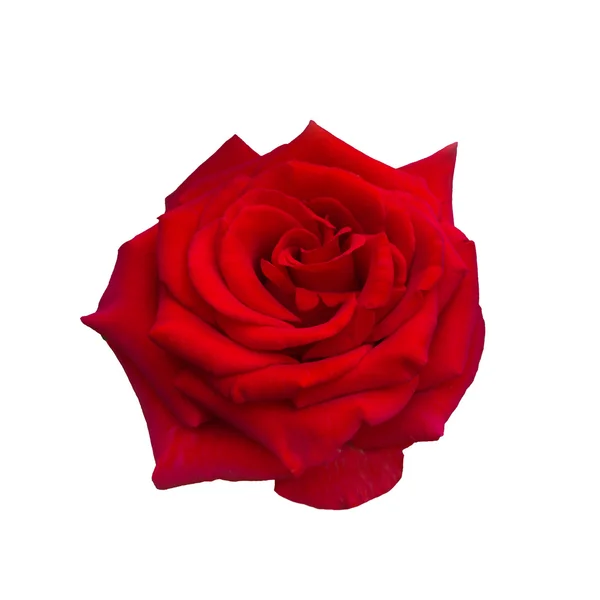 Λαμπερό κόκκινο τριαντάφυλλο — Φωτογραφία Αρχείου