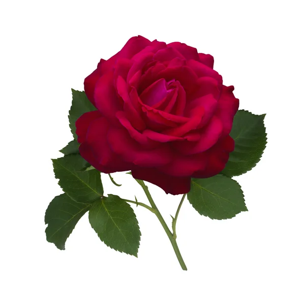 Dunkelrote Rose — Stockfoto