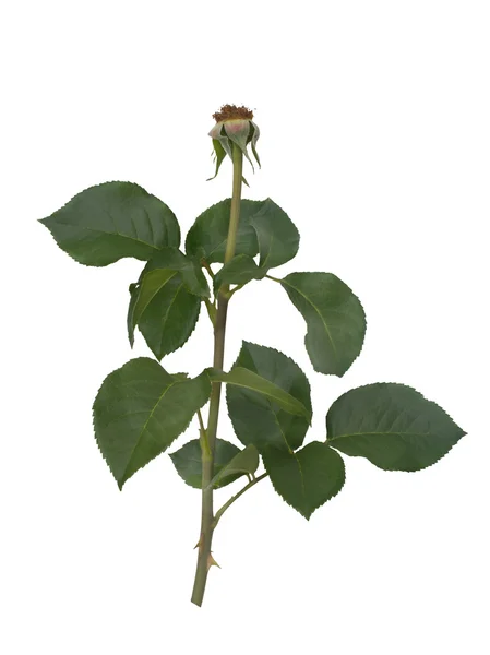 Feuilles de rose verte isolées sur blanc — Photo