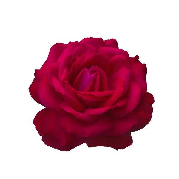 Dark red rose — Stock Photo, Image
