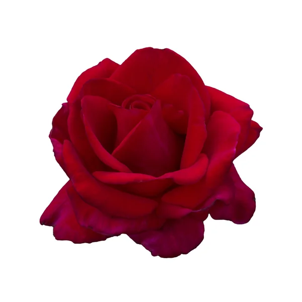 深红的玫瑰 — 图库照片