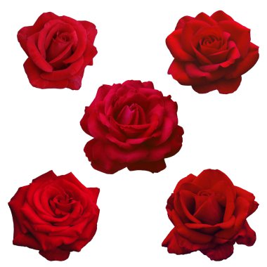 kolaj beş koyu kırmızı gül