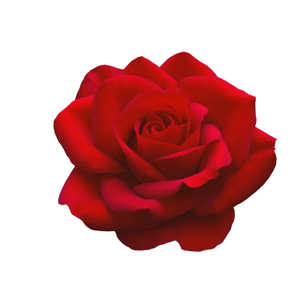 Rosa rossa brillante — Foto Stock