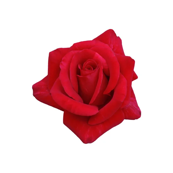 Jasně červená růže — Stock fotografie