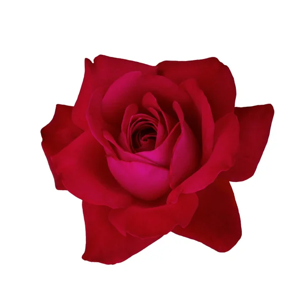 Dunkelrote Rose — Stockfoto