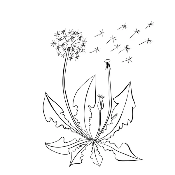 Летние цветы одуванчика изолированы на белом фоне . — стоковый вектор
