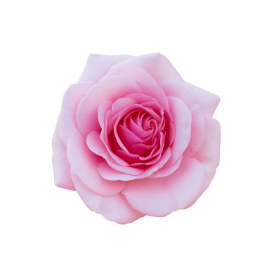 parlak güzel pembe Gül