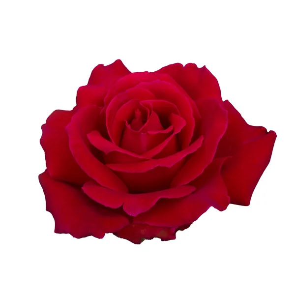 Dunkelrote Rose — Stockfoto