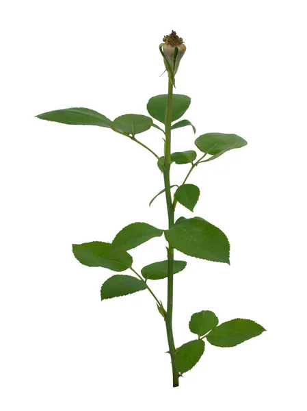 Folhas de rosas verdes isoladas em branco — Fotografia de Stock