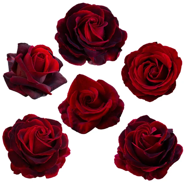 Collage de roses rouges — Photo