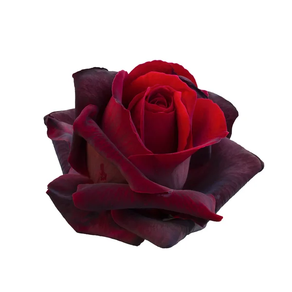 Une rose rouge foncé — Photo