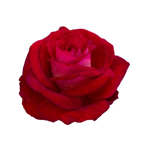 Rosa rosso scuro — Foto Stock