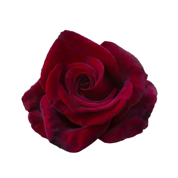Eine dunkelrote Rose — Stockfoto