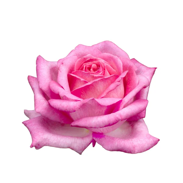Bella rosa rosa — Foto Stock