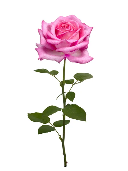 Zarte rosa Rose — Stockfoto