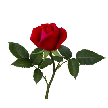 Koyu kırmızı gül