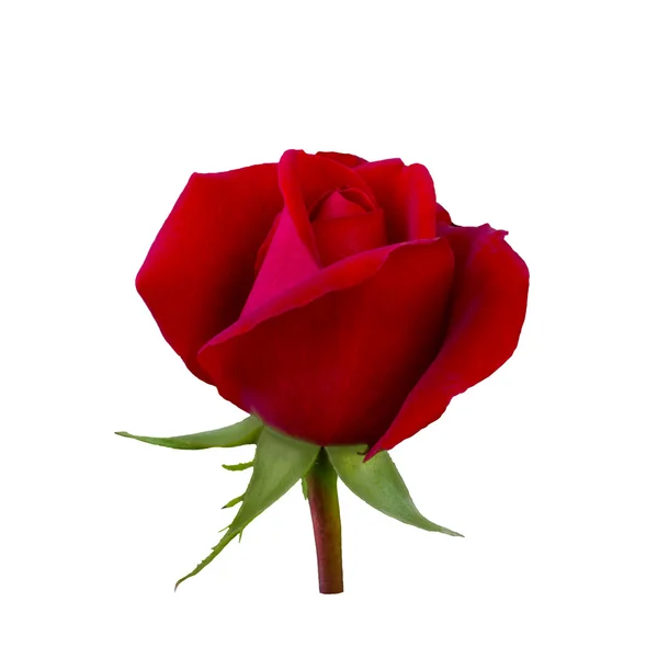 Dark red rose — Stock Photo, Image