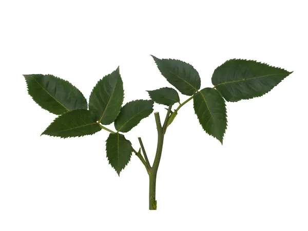 Folhas de rosas verdes isoladas em branco — Fotografia de Stock