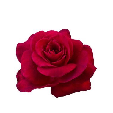 Koyu kırmızı gül