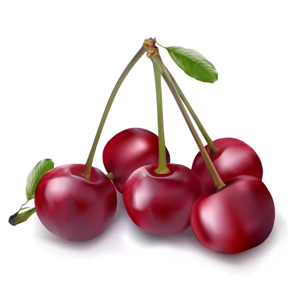 Cherry berry med blad. — Stock vektor