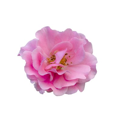 Beyaz arka planda izole edilmiş taze pembe gül.