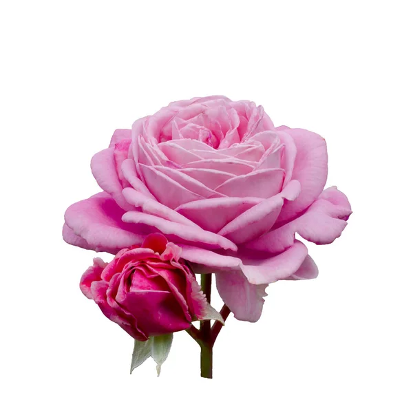 白地に孤立したピンクのバラの花の配置 — ストック写真