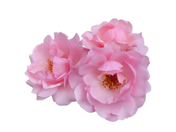 Roze roos bloemen arrangement geïsoleerd op witte achtergrond — Stockfoto