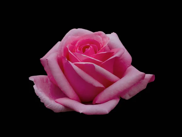 Rosa rosa isolata su fondo nero — Foto Stock