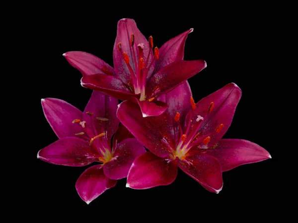 Flores de variedades Lily — Foto de Stock