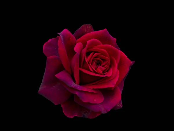 Rosa vermelha escura está no fundo preto — Fotografia de Stock