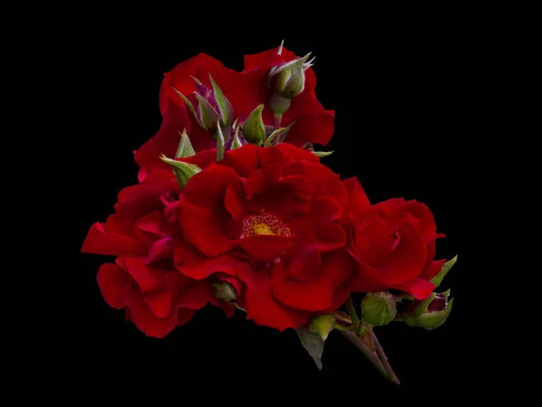 红玫瑰花朵在黑色背景上的排列 — 图库照片