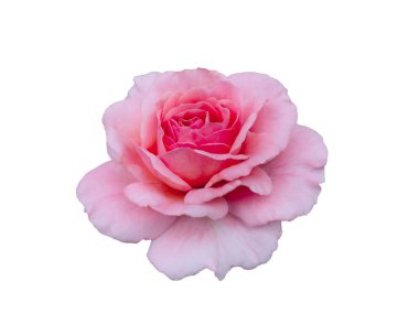 Beyaz arka planda izole edilmiş taze pembe gül.