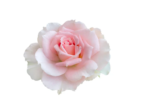 Verse mooie roze roos geïsoleerd op witte achtergrond — Stockfoto