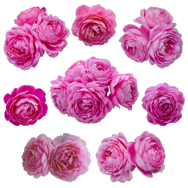 Коллаж из тонких розовых роз — стоковое фото