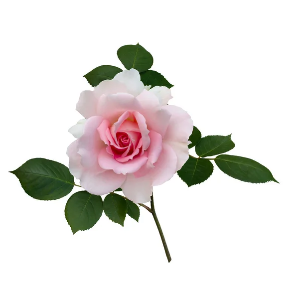 Розовая роза с зелеными листьями изолированы на белом фоне — стоковое фото