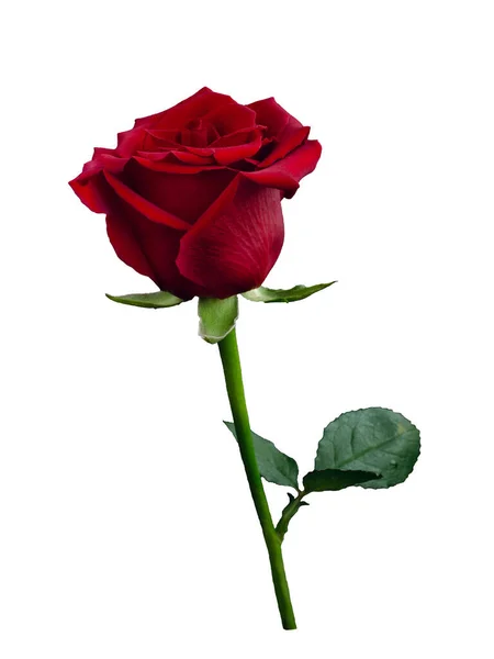 Tmavě červená růže se zelenými listy — Stock fotografie