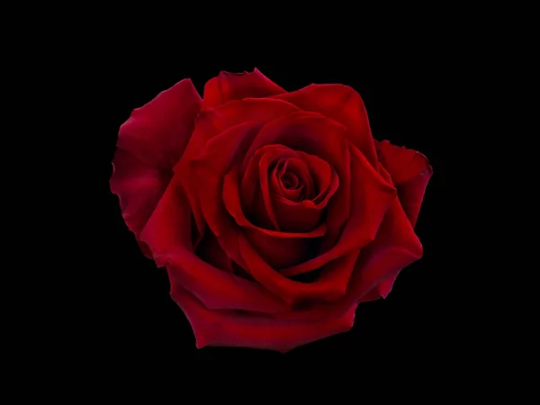 Rosa roja oscura está sobre fondo negro — Foto de Stock