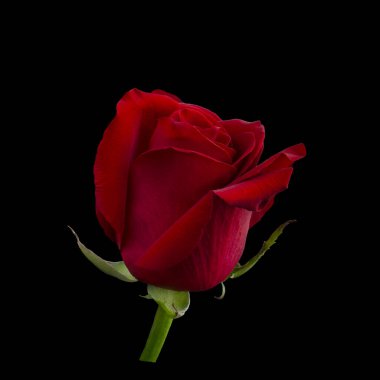 Yeşil yapraklı koyu kırmızı gül.