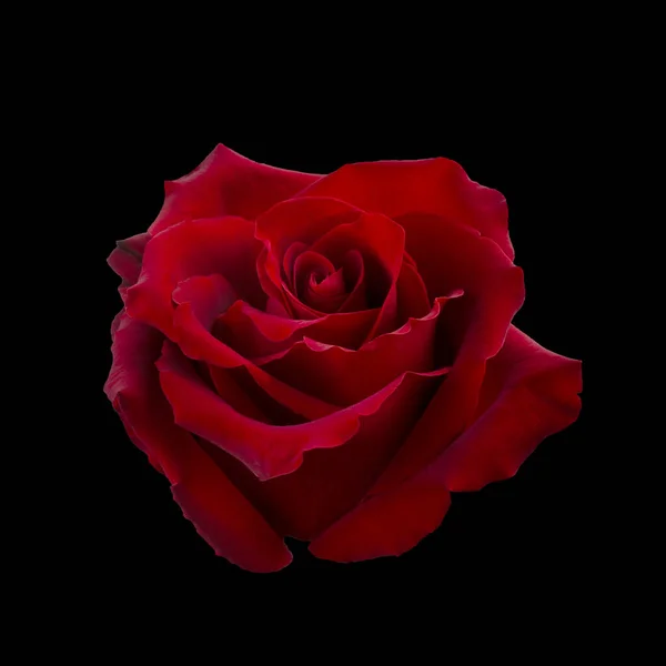 Rosa roja oscura está sobre fondo negro — Foto de Stock