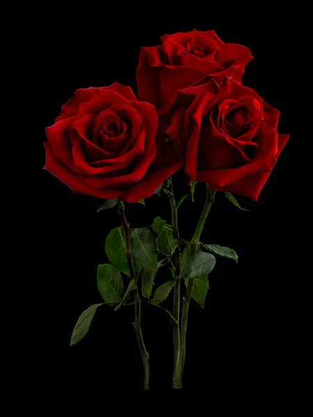 Bouquet of red roses with green foliage — Stock Photo, Image