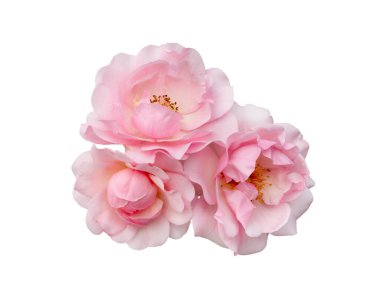 Pembe gül çiçekleri beyaz arkaplanda izole edilmiş.