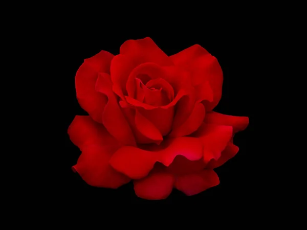 Rosa vermelha escura está no fundo preto — Fotografia de Stock