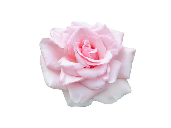 淡淡的粉红玫瑰，白色背景 — 图库照片